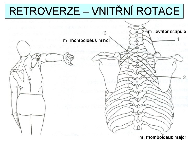 RETROVERZE – VNITŘNÍ ROTACE m. levator scapule m. rhomboideus minor m. rhomboideus major 