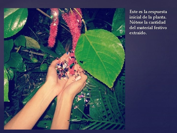 Este es la respuesta inicial de la planta. Nótese la cantidad del material festivo