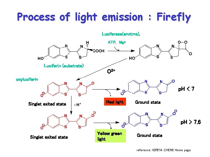 Process of light emission : Firefly Luciferase(enztme), ATP, 　Mg+ Luciferin (substrate) O 2+ oxyluciferin