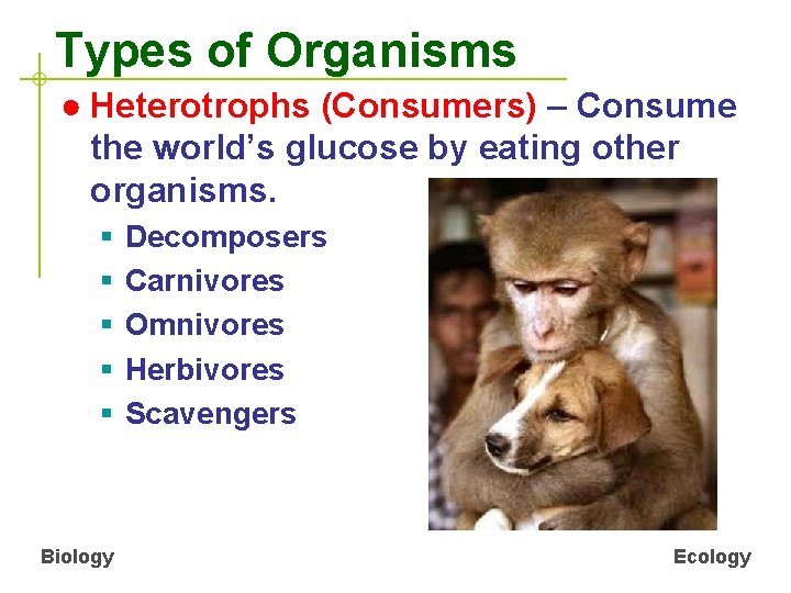 Types of Organisms ● Heterotrophs (Consumers) – Consume the world’s glucose by eating other