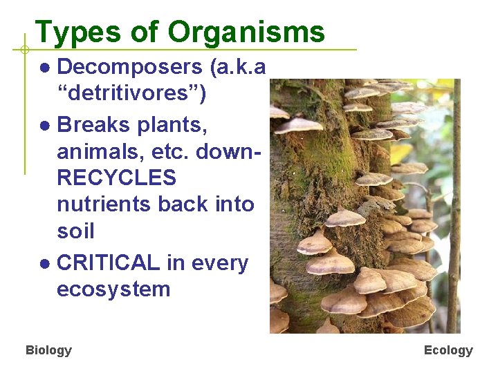 Types of Organisms ● Decomposers (a. k. a “detritivores”) ● Breaks plants, animals, etc.