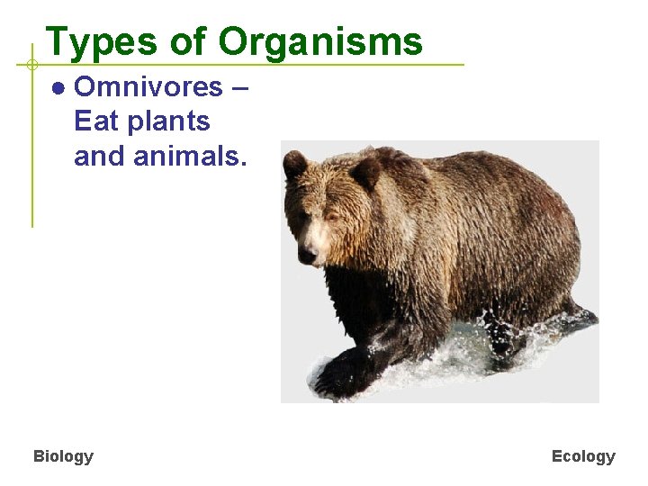 Types of Organisms ● Omnivores – Eat plants and animals. Biology Ecology 