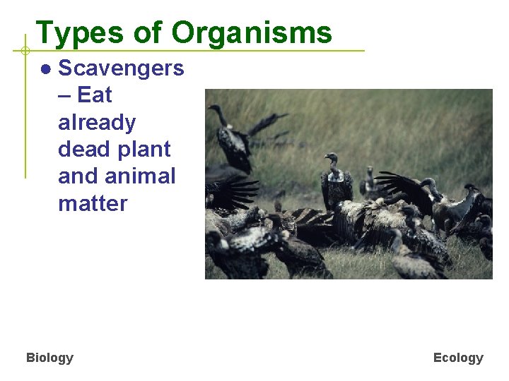 Types of Organisms ● Scavengers – Eat already dead plant and animal matter Biology