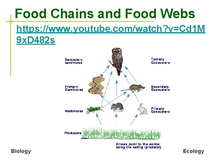 Food Chains and Food Webs https: //www. youtube. com/watch? v=Cd 1 M 9 x.