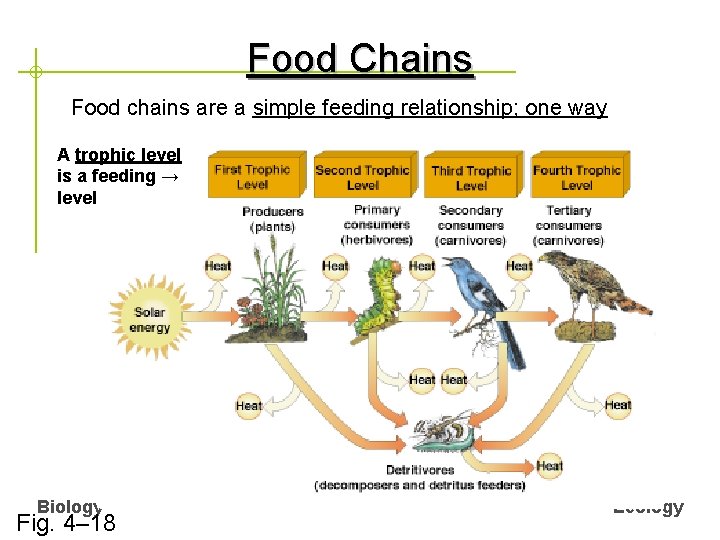 Food Chains Food chains are a simple feeding relationship; one way A trophic level