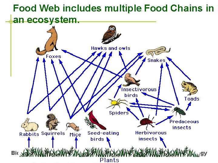 Food Web includes multiple Food Chains in an ecosystem. Biology Ecology 