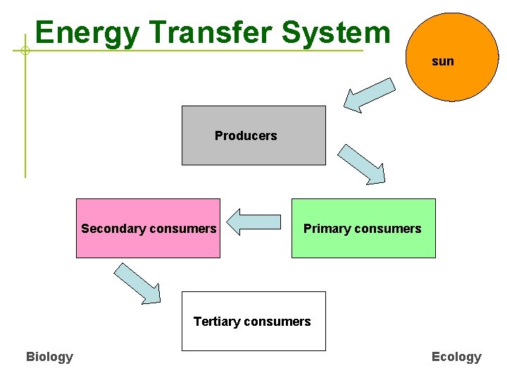 Energy Transfer System sun Producers Secondary consumers Primary consumers Tertiary consumers Biology Ecology 