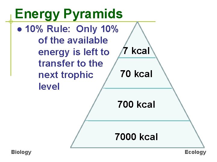 Energy Pyramids ● 10% Rule: Only 10% of the available energy is left to