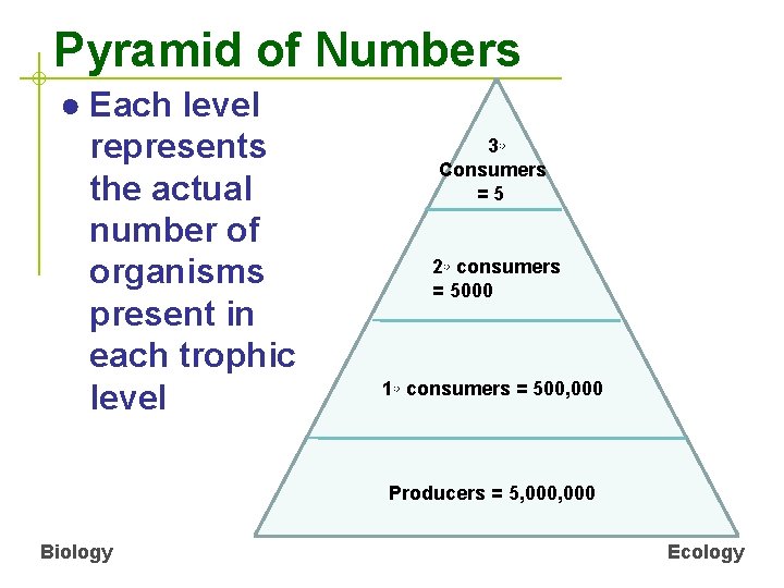 Pyramid of Numbers ● Each level represents the actual number of organisms present in