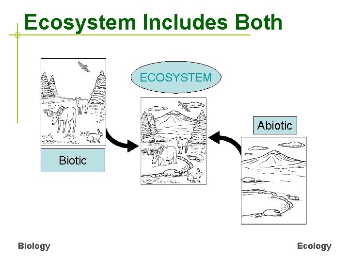 Ecosystem Includes Both ECOSYSTEM Abiotic Biology Ecology 