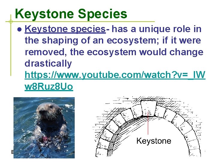 Keystone Species ● Keystone species- has a unique role in the shaping of an