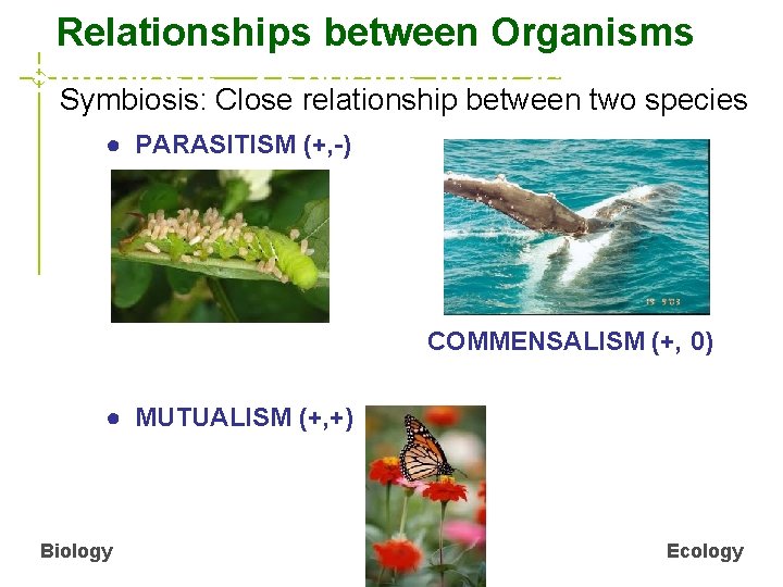 CRelationships between Organisms Symbiosis 2 species interacting Symbiosis: Close relationship between two species ●