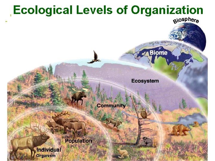Ecological Levels of Organization Biology Organism Ecology 