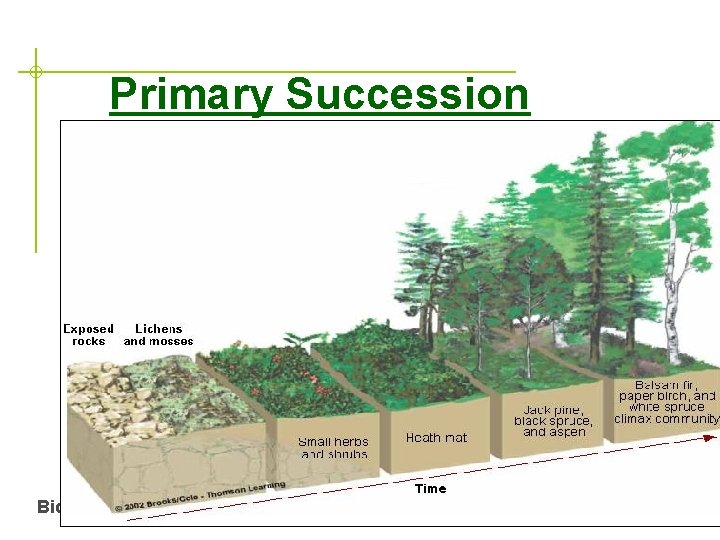 Primary Succession Biology Ecology 