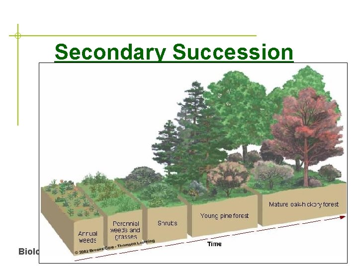 Secondary Succession Biology Ecology 