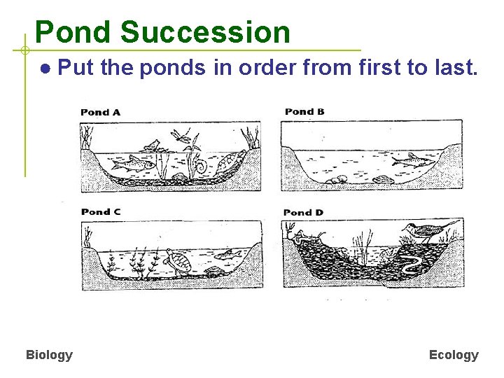 Pond Succession ● Put the ponds in order from first to last. Biology Ecology