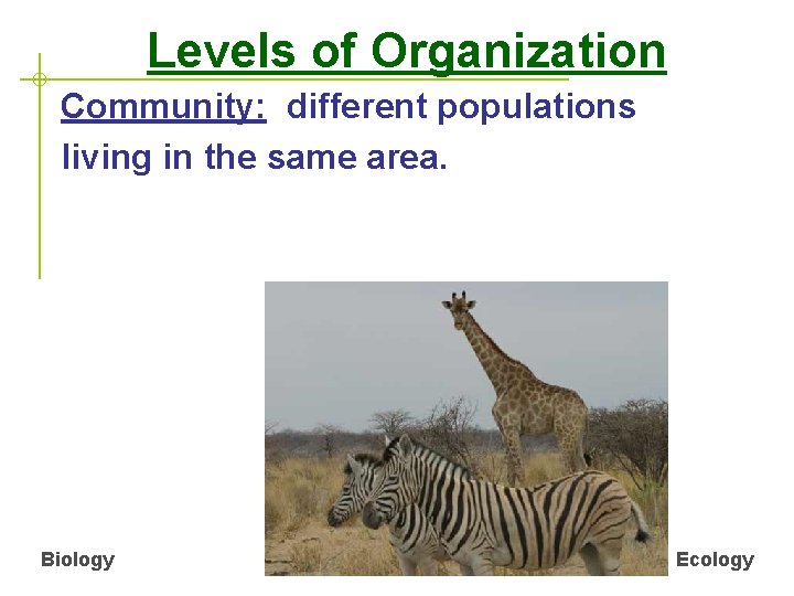 Levels of Organization Community: different populations living in the same area. Biology Ecology 