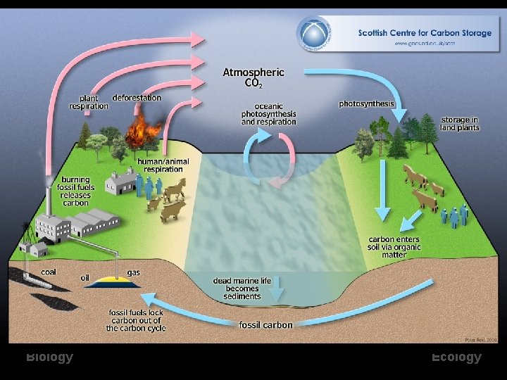 Biology Ecology 