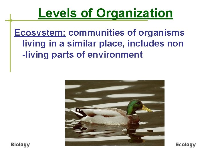 Levels of Organization Ecosystem: communities of organisms living in a similar place, includes non