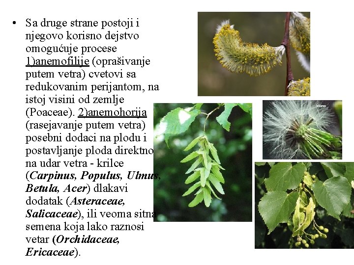  • Sa druge strane postoji i njegovo korisno dejstvo omogućuje procese 1)anemofilije (oprašivanje