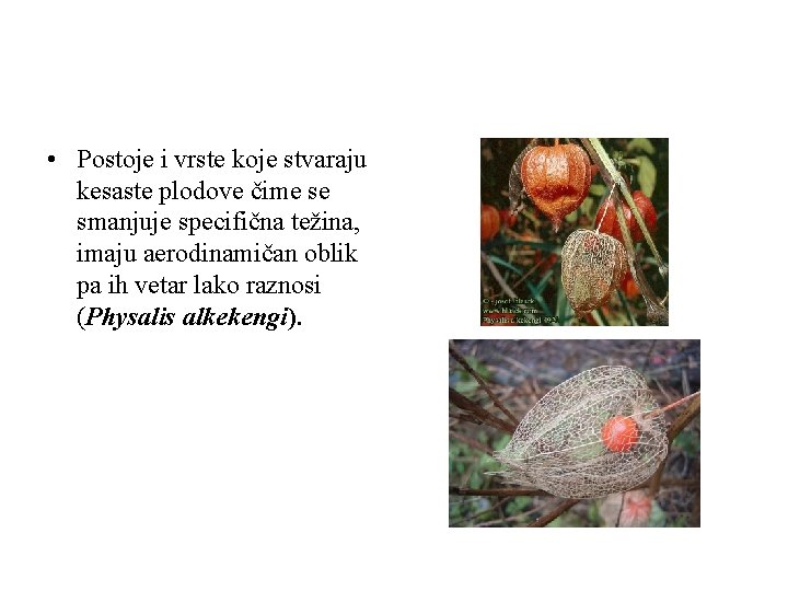  • Postoje i vrste koje stvaraju kesaste plodove čime se smanjuje specifična težina,