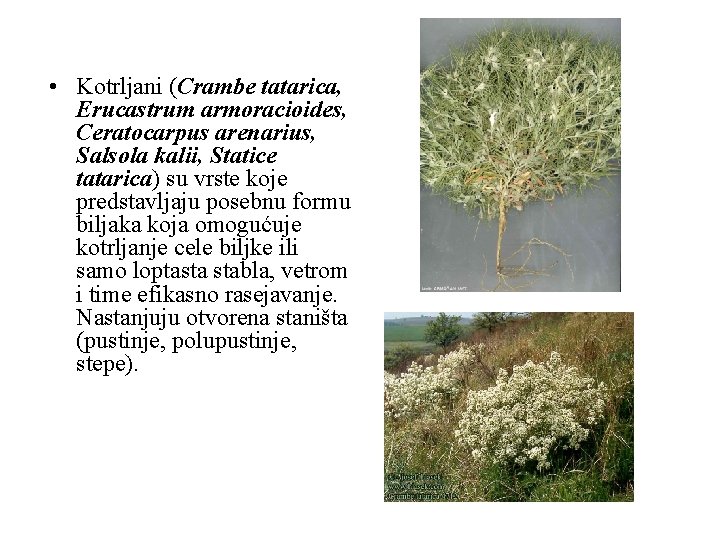  • Kotrljani (Crambe tatarica, Erucastrum armoracioides, Ceratocarpus arenarius, Salsola kalii, Statice tatarica) su