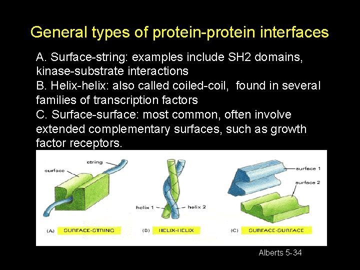 General types of protein-protein interfaces A. Surface-string: examples include SH 2 domains, kinase-substrate interactions