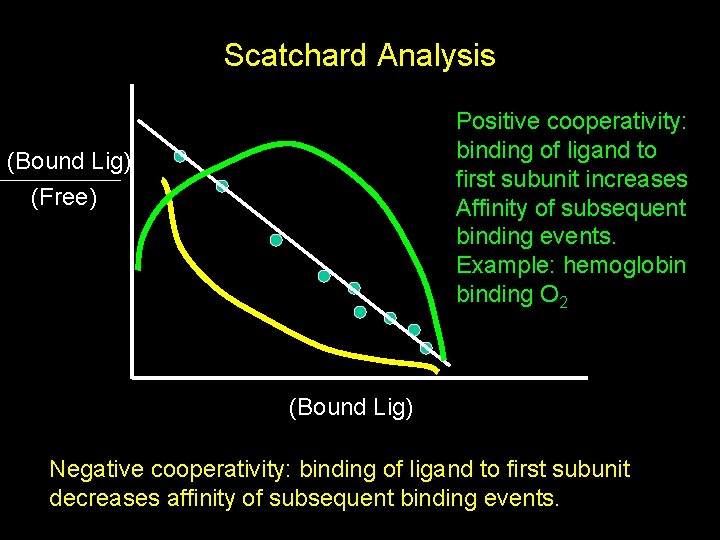 Scatchard Analysis Positive cooperativity: binding of ligand to first subunit increases Affinity of subsequent