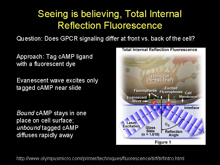 Seeing is believing, Total Internal Reflection Fluorescence Question: Does GPCR signaling differ at front