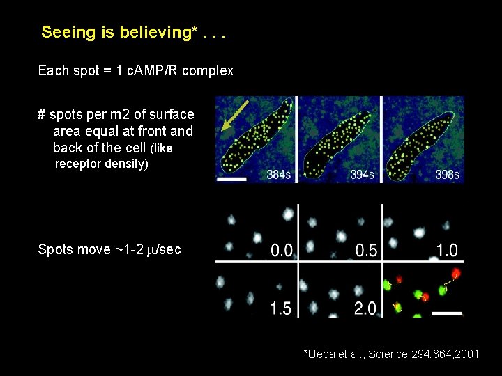 Seeing is believing*. . . Each spot = 1 c. AMP/R complex # spots