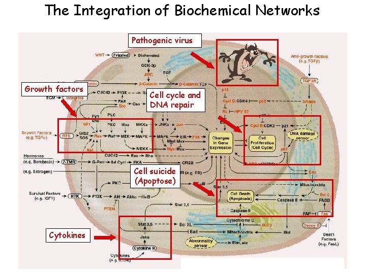The Integration of Biochemical Networks Pathogenic virus Growth factors Cell cycle and DNA repair