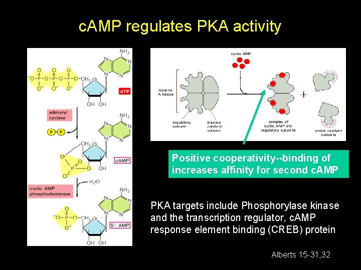 c. AMP regulates PKA activity Positive cooperativity--binding of increases affinity for second c. AMP