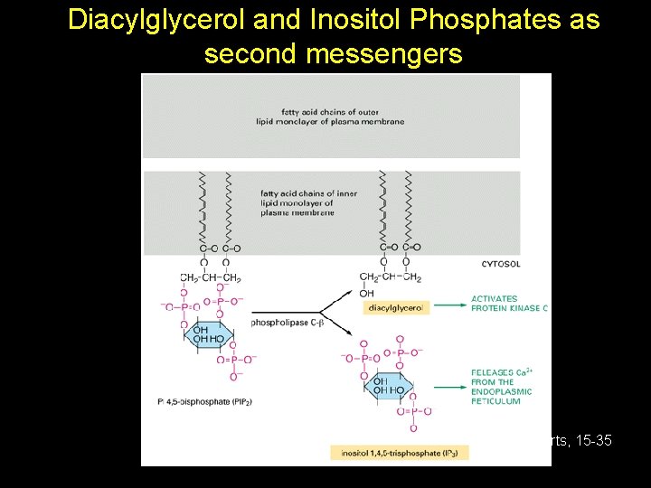 Diacylglycerol and Inositol Phosphates as second messengers Alberts, 15 -35 