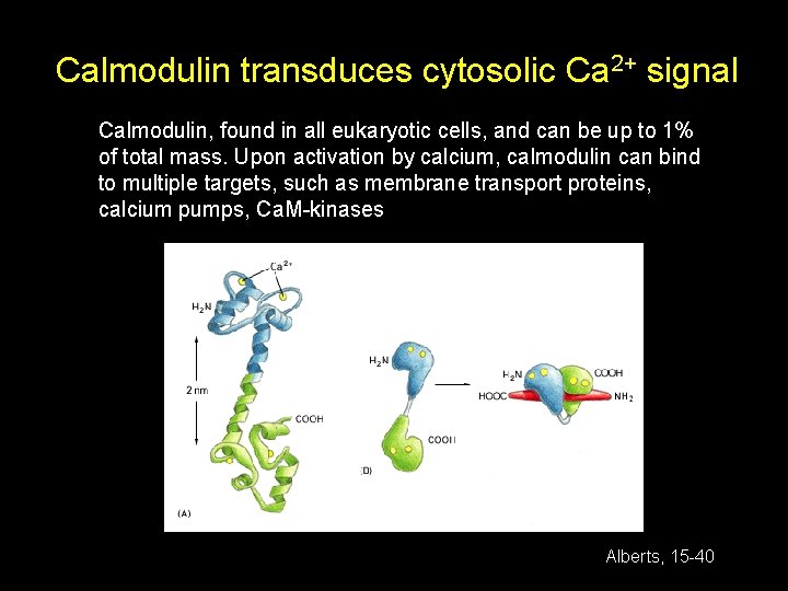 Calmodulin transduces cytosolic Ca 2+ signal Calmodulin, found in all eukaryotic cells, and can