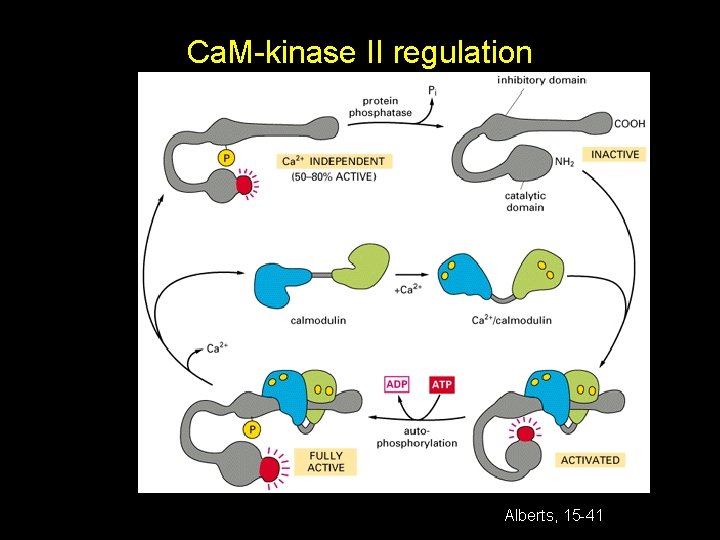 Ca. M-kinase II regulation Alberts, 15 -41 