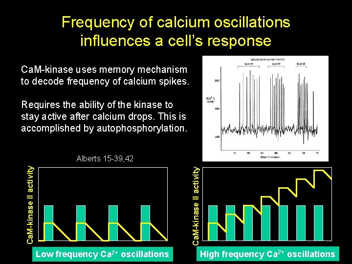 Frequency of calcium oscillations influences a cell’s response Ca. M-kinase uses memory mechanism to