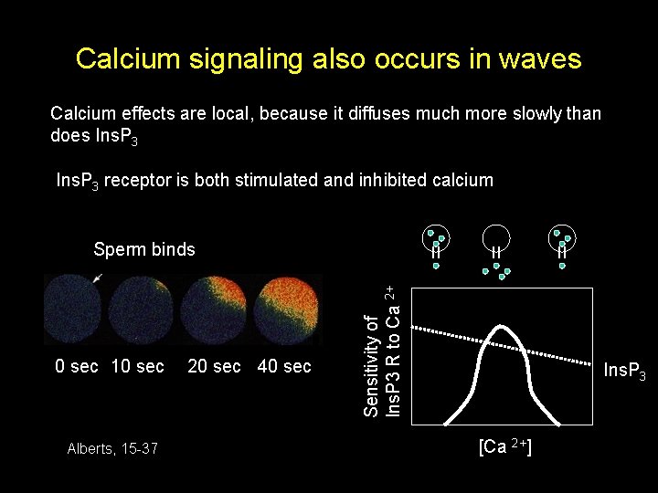 Calcium signaling also occurs in waves Calcium effects are local, because it diffuses much