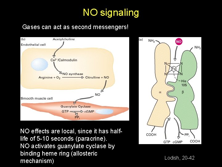 NO signaling Gases can act as second messengers! NO effects are local, since it