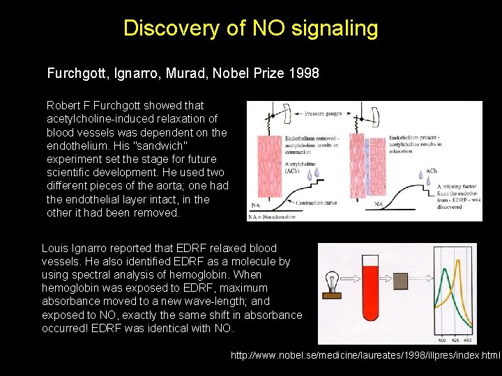 Discovery of NO signaling Furchgott, Ignarro, Murad, Nobel Prize 1998 Robert F Furchgott showed