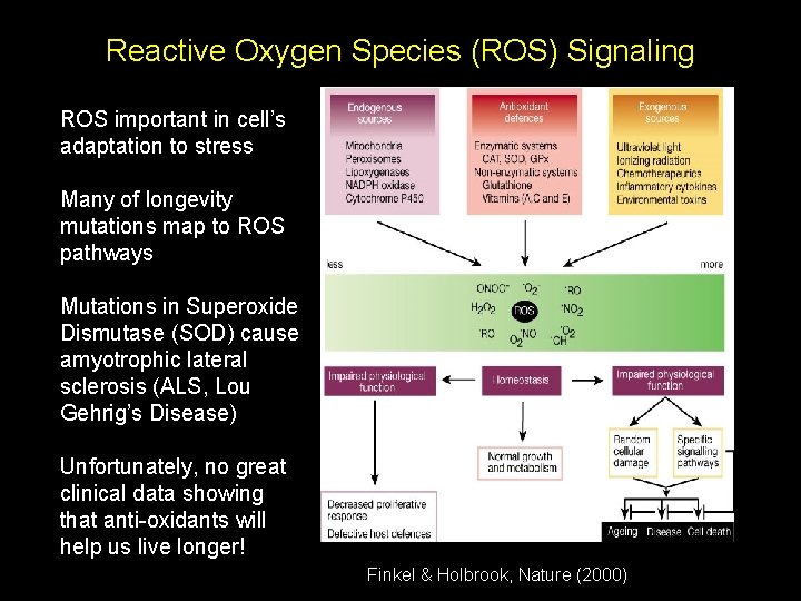 Reactive Oxygen Species (ROS) Signaling ROS important in cell’s adaptation to stress Many of