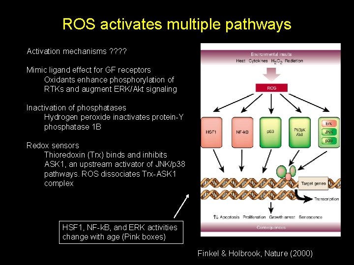 ROS activates multiple pathways Activation mechanisms ? ? Mimic ligand effect for GF receptors