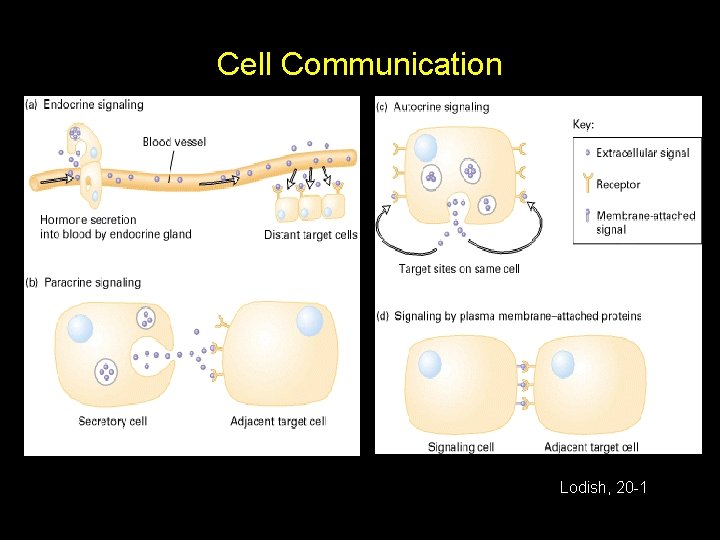 Cell Communication Lodish, 20 -1 