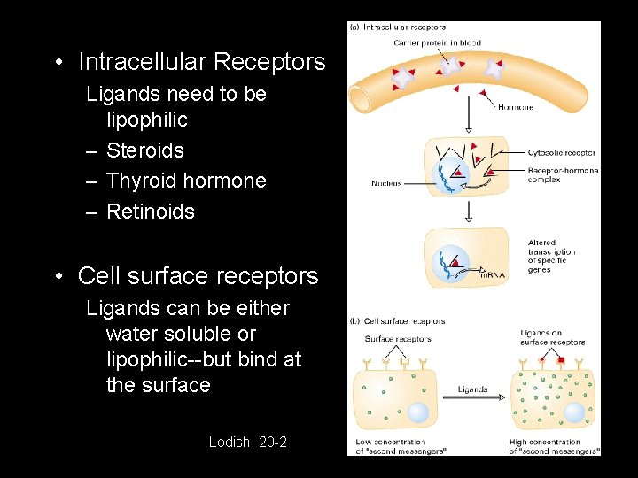  • Intracellular Receptors Ligands need to be lipophilic – Steroids – Thyroid hormone