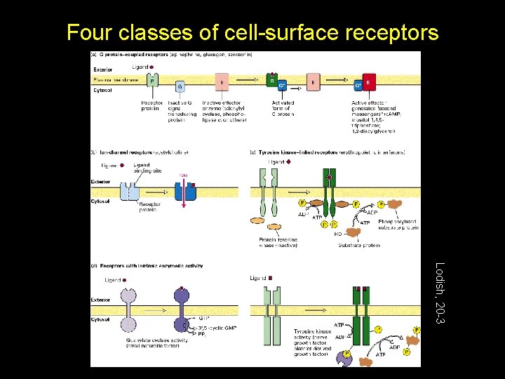 Four classes of cell-surface receptors Lodish, 20 -3 