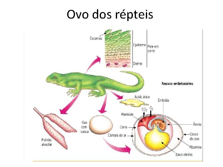 Ovo dos répteis 