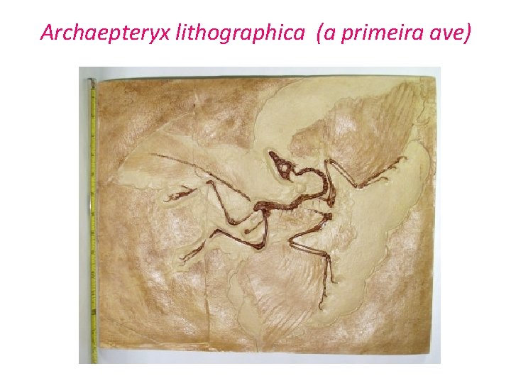 Archaepteryx lithographica (a primeira ave) 