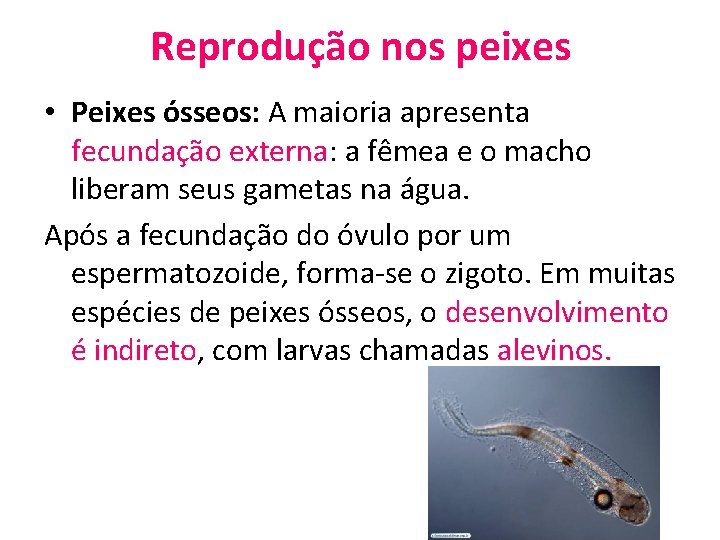 Reprodução nos peixes • Peixes ósseos: A maioria apresenta fecundação externa: a fêmea e