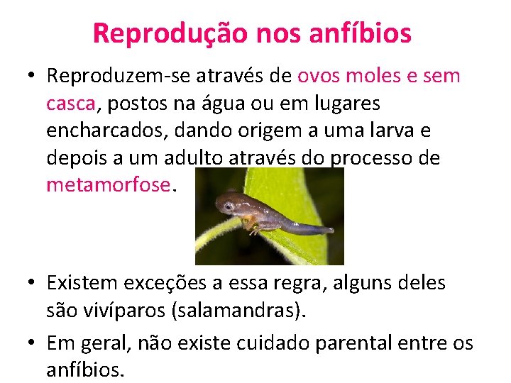 Reprodução nos anfíbios • Reproduzem-se através de ovos moles e sem casca, postos na