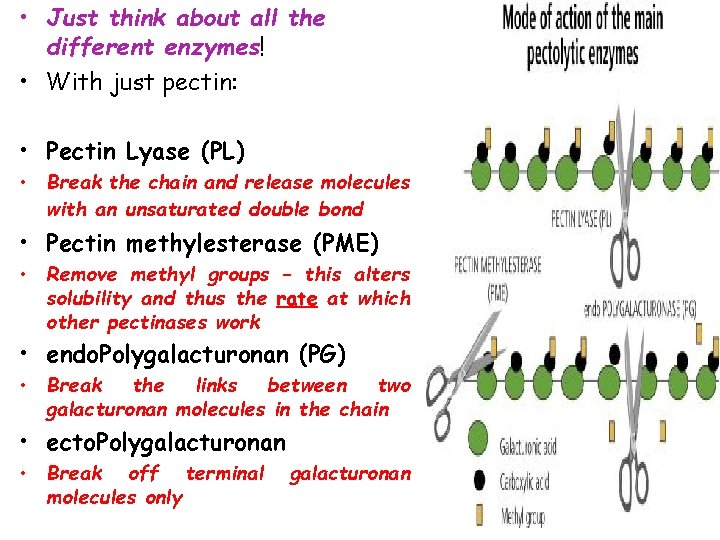  • Just think about all the different enzymes! • With just pectin: •