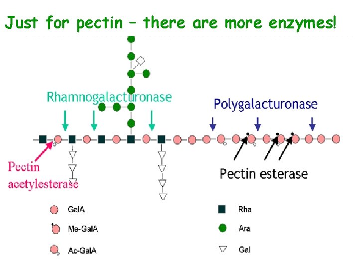 Just for pectin – there are more enzymes! 